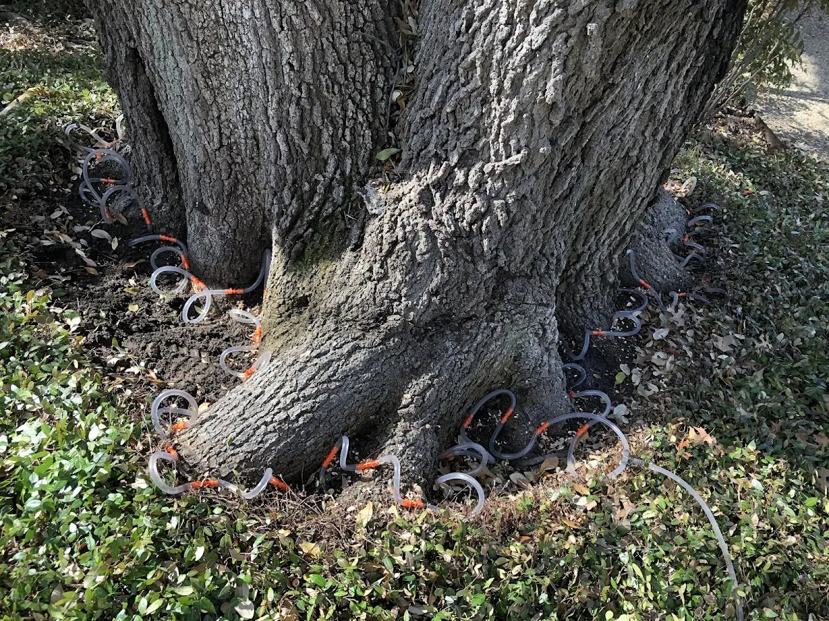 Detailed Tree Cabling and Bracing job site in Blythe