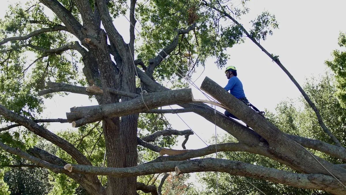 Professional Hazardous Tree Removal performed by certified arborists in Blythe